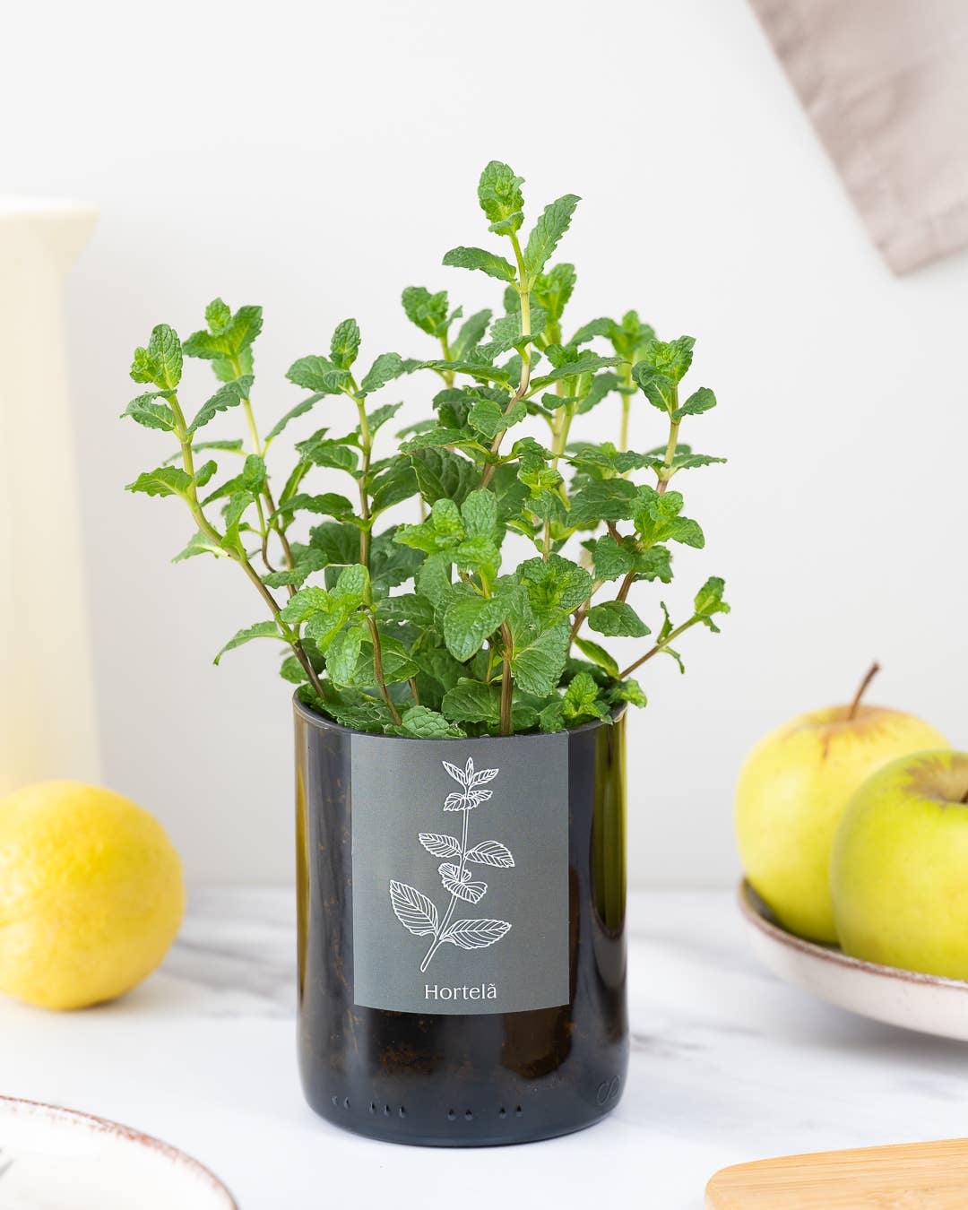 Flaschengarten Minze