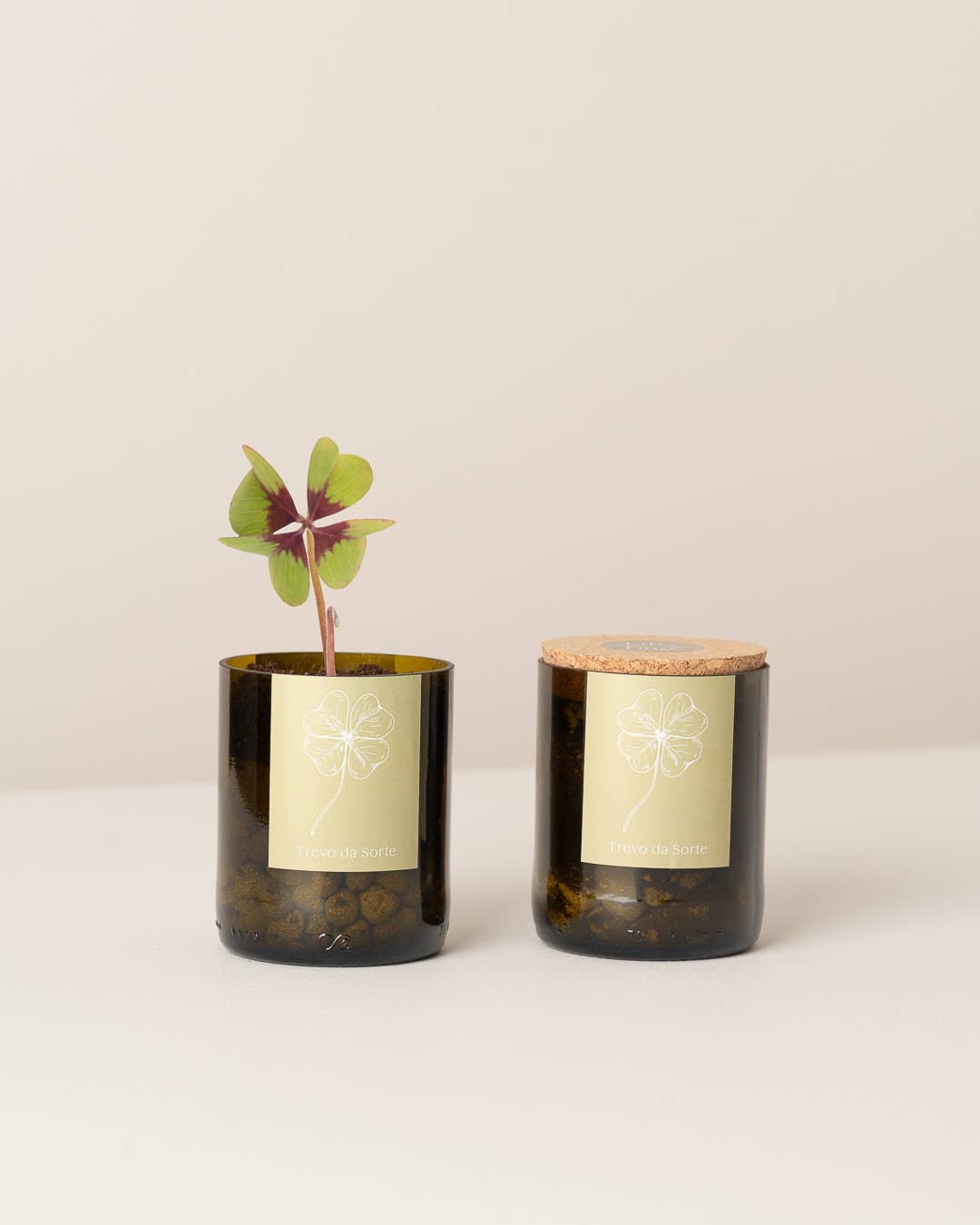 Flaschengarten Glücksklee