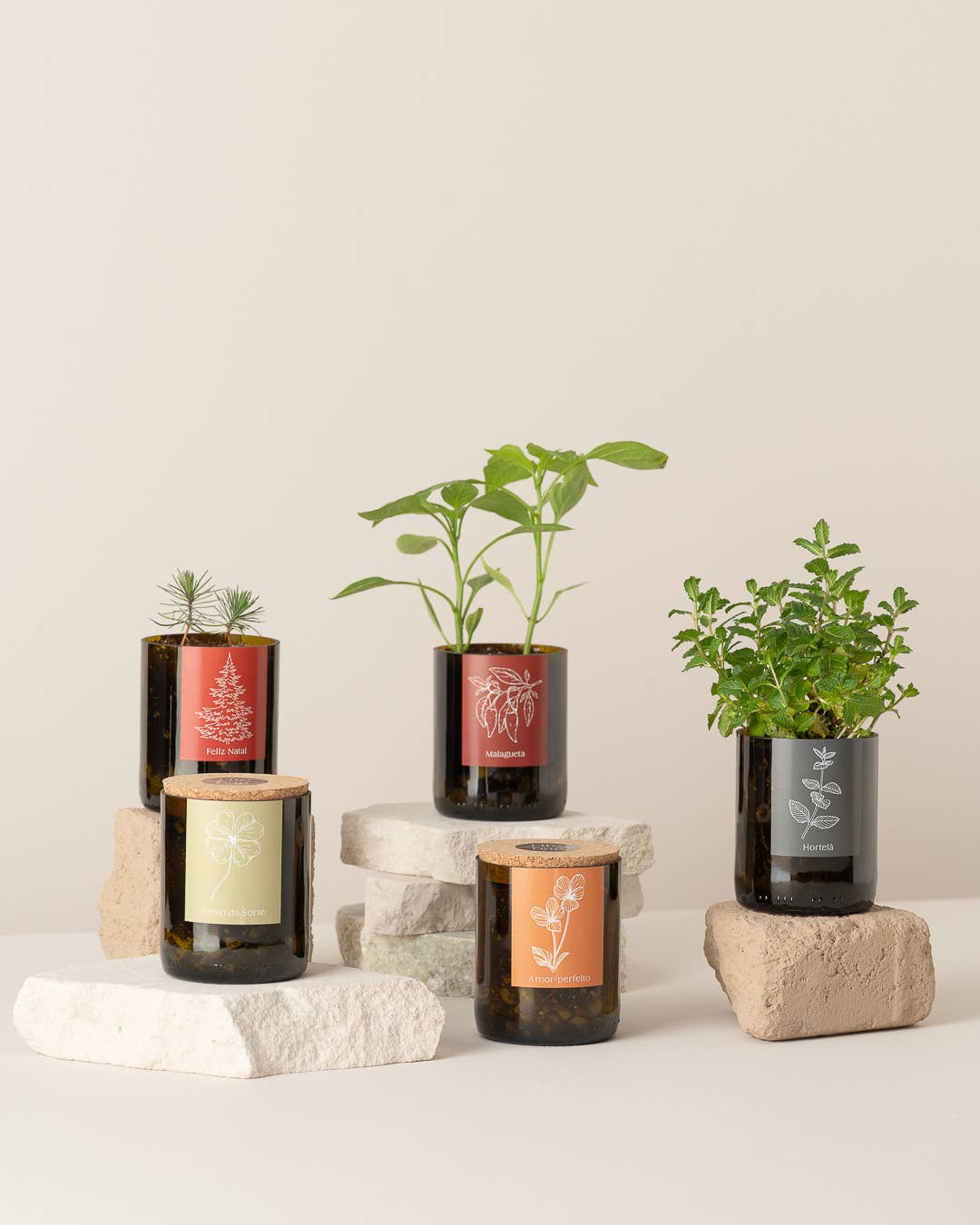 Flaschengarten Glücksklee