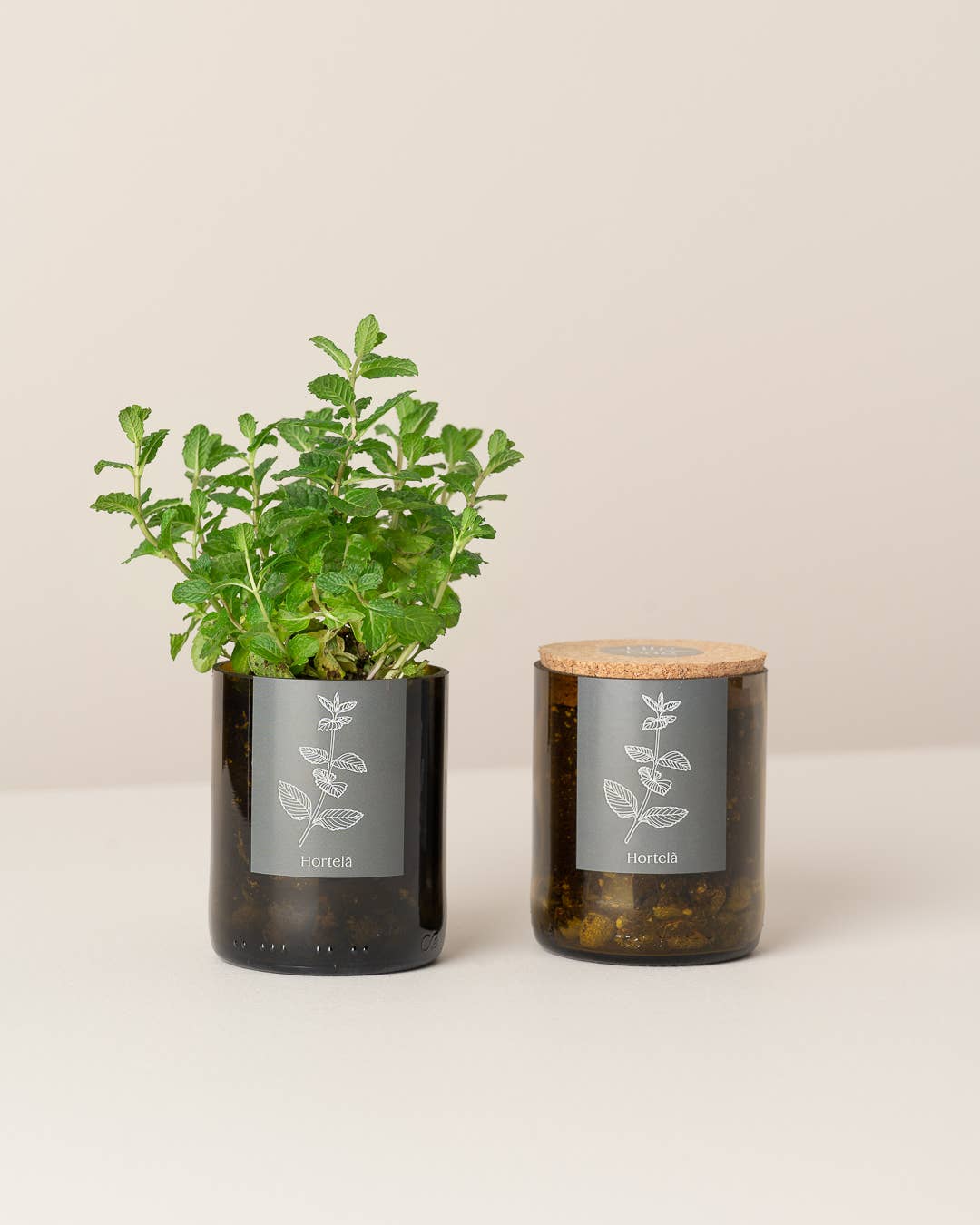 Flaschengarten Minze